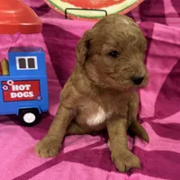 Clover, a female Miniature Goldendoodle for sale in Hurst, TX – 4 of 4