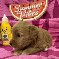 Poppy, a female Miniature Goldendoodle for sale in Hurst, TX – 2 of 4