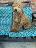 Update! Iris, a female Miniature Goldendoodle for sale in Hurst, TX – 4 of 8