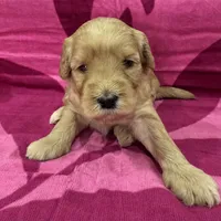 Willow, a female Miniature Goldendoodle for sale in Hurst, TX – 2 of 4