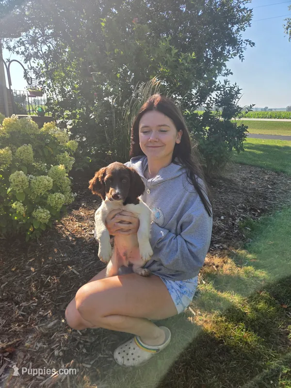 Arthur – English Springer Spaniel puppy for sale in Chilton, WI