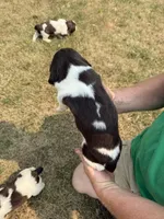 April, a female English Springer Spaniel for sale in Chilton, WI – 2 of 3