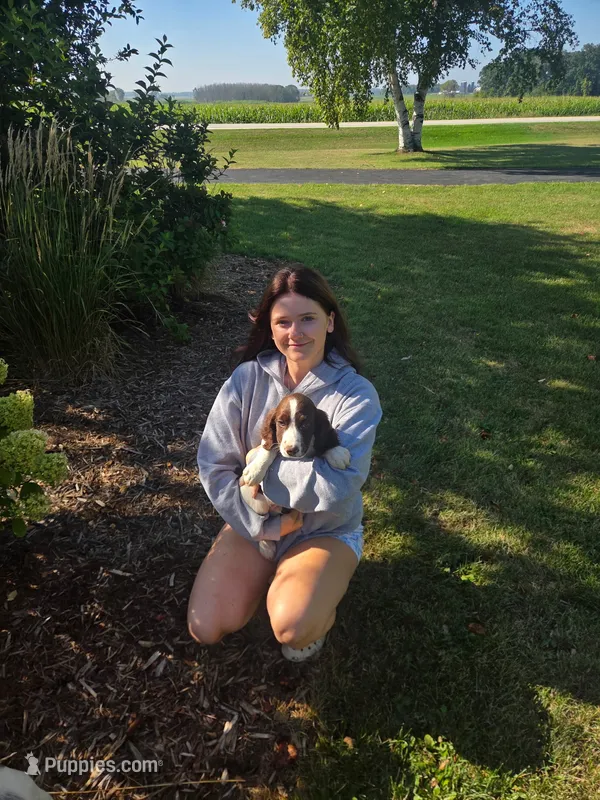 Aiden – English Springer Spaniel puppy for sale in Chilton, WI