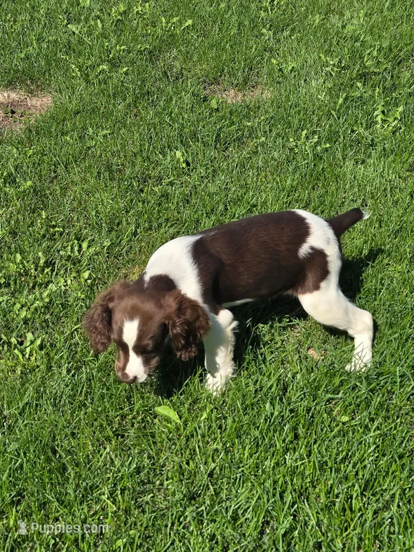 Alex – English Springer Spaniel puppy for sale in Chilton, WI