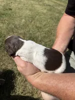 Puppy 3, a female English Springer Spaniel for sale in Chilton, WI – 2 of 3