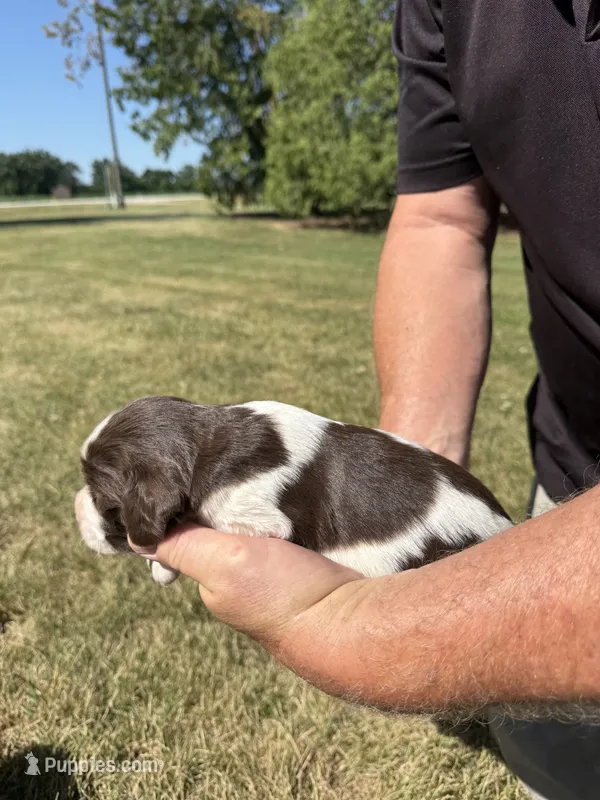 Puppy 6 – English Springer Spaniel puppy for sale in Chilton, WI