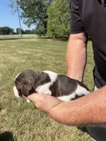 Puppy 6, a male English Springer Spaniel for sale in Chilton, WI – 1 of 3
