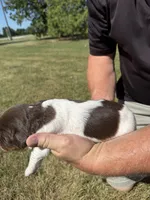 Puppy 5, a male English Springer Spaniel for sale in Chilton, WI – 3 of 3