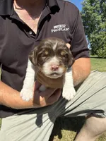 Puppy 5, a male English Springer Spaniel for sale in Chilton, WI – 1 of 3