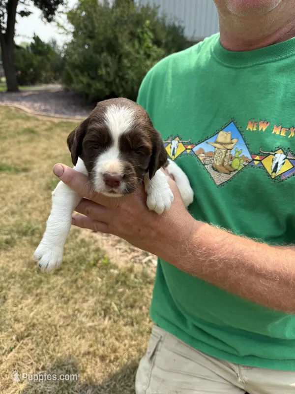 Lady – English Springer Spaniel puppy for sale in Chilton, WI