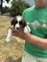 Lady, a female English Springer Spaniel for sale in Chilton, WI – 1 of 3