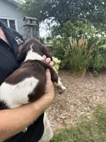 Austin, a male English Springer Spaniel for sale in Chilton, WI – 2 of 2