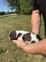Puppy 7 , a male English Springer Spaniel for sale in Chilton, WI – 3 of 3