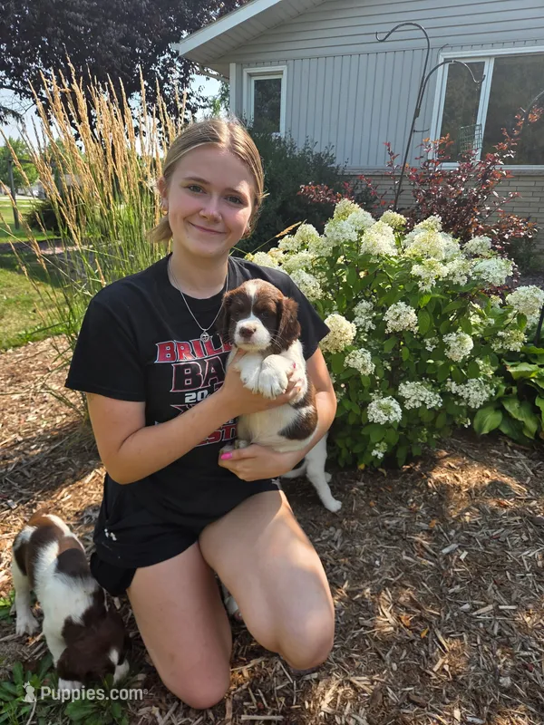 April – English Springer Spaniel puppy for sale in Chilton, WI