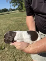Puppy 3, a female English Springer Spaniel for sale in Chilton, WI – 3 of 3