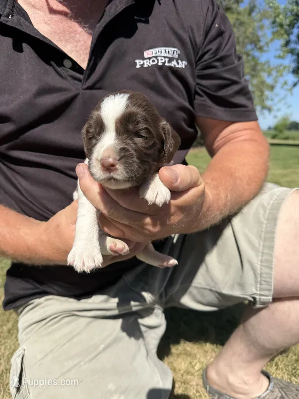 Puppy 3 – English Springer Spaniel puppy for sale in Chilton, WI