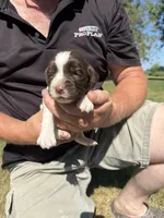 Puppy 3, a female English Springer Spaniel for sale in Chilton, WI – 1 of 3