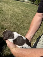 Puppy 6, a male English Springer Spaniel for sale in Chilton, WI – 3 of 3