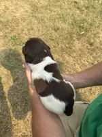 Lucky, a male English Springer Spaniel for sale in Chilton, WI – 2 of 3