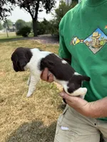 April, a female English Springer Spaniel for sale in Chilton, WI – 3 of 3