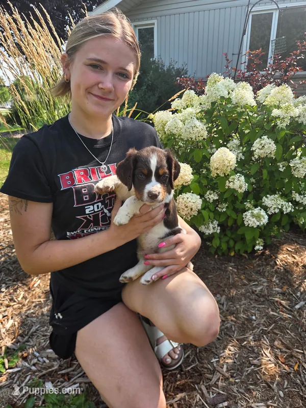 Gunner – English Springer Spaniel puppy for sale in Chilton, WI