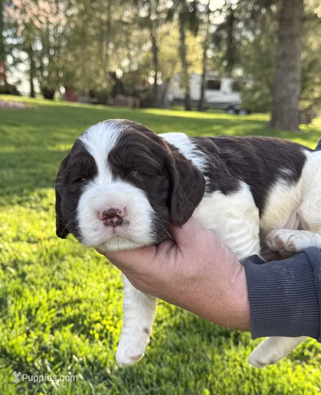 Floppy – English Springer Spaniel puppy for sale in Chilton, WI