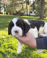 Floppy, a male English Springer Spaniel for sale in Chilton, WI – 1 of 1
