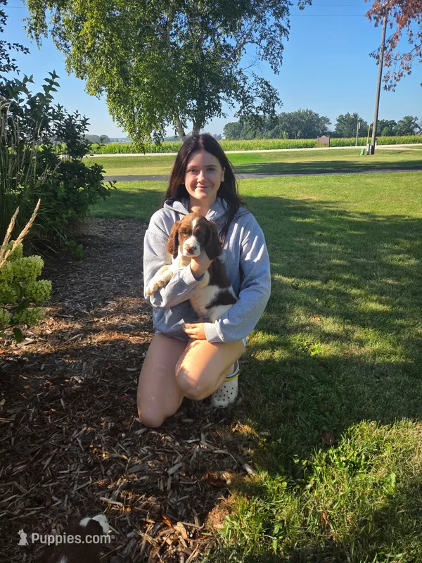 Wiggles – English Springer Spaniel puppy for sale in Chilton, WI