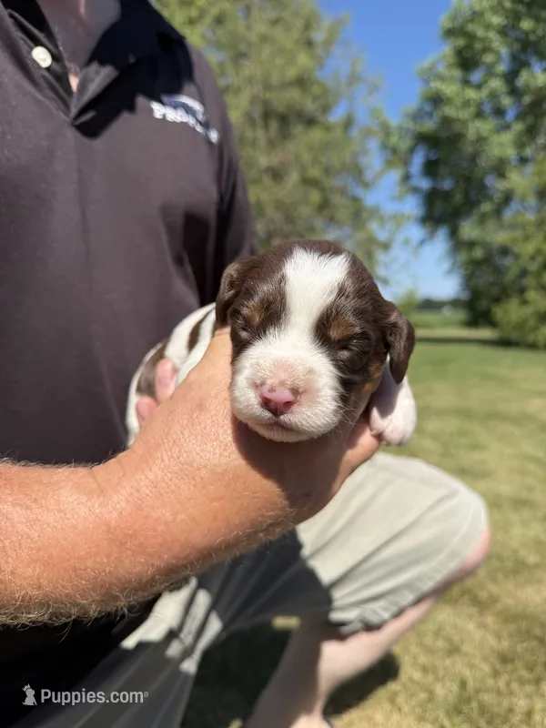 Puppy 1 – English Springer Spaniel puppy for sale in Chilton, WI