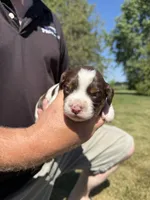 Puppy 1, a female English Springer Spaniel for sale in Chilton, WI – 1 of 3