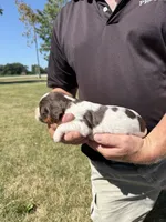Puppy 1, a female English Springer Spaniel for sale in Chilton, WI – 2 of 3