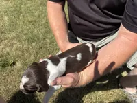 Puppy 2, a female English Springer Spaniel for sale in Chilton, WI – 3 of 3