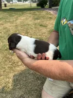 Lady, a female English Springer Spaniel for sale in Chilton, WI – 2 of 3