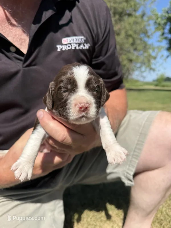 Puppy 2 – English Springer Spaniel puppy for sale in Chilton, WI