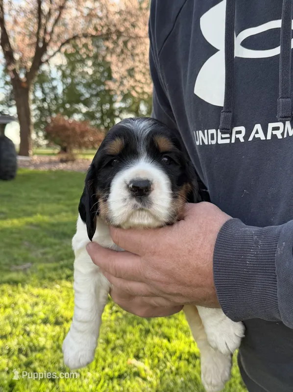 Snicker – English Springer Spaniel puppy for sale in Chilton, WI
