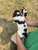 Princess, a female English Springer Spaniel for sale in Chilton, WI – 3 of 3