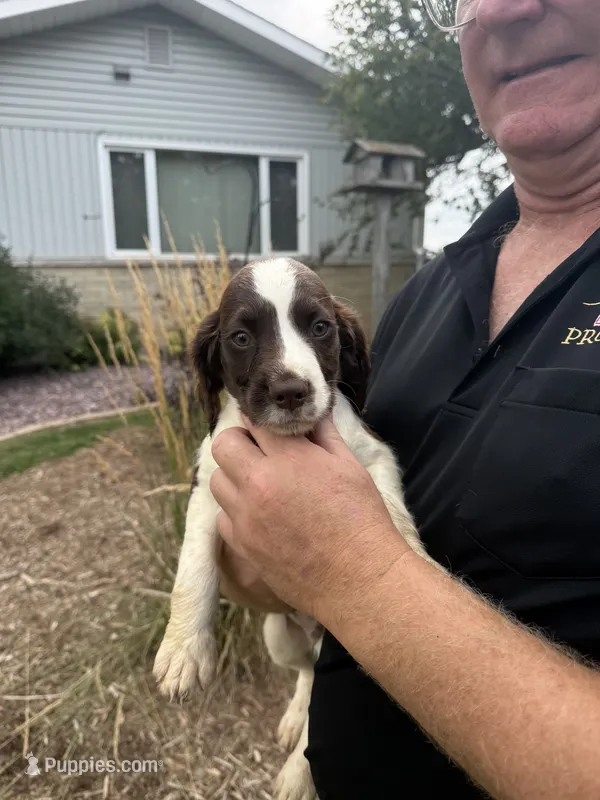 Alex – English Springer Spaniel puppy for sale in Chilton, WI