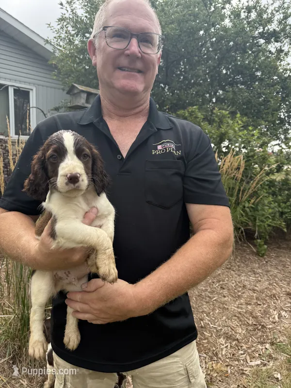 Arthur – English Springer Spaniel puppy for sale in Chilton, WI