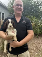 Arthur, a male English Springer Spaniel for sale in Chilton, WI – 1 of 2