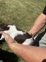 Puppy 5, a male English Springer Spaniel for sale in Chilton, WI – 2 of 3