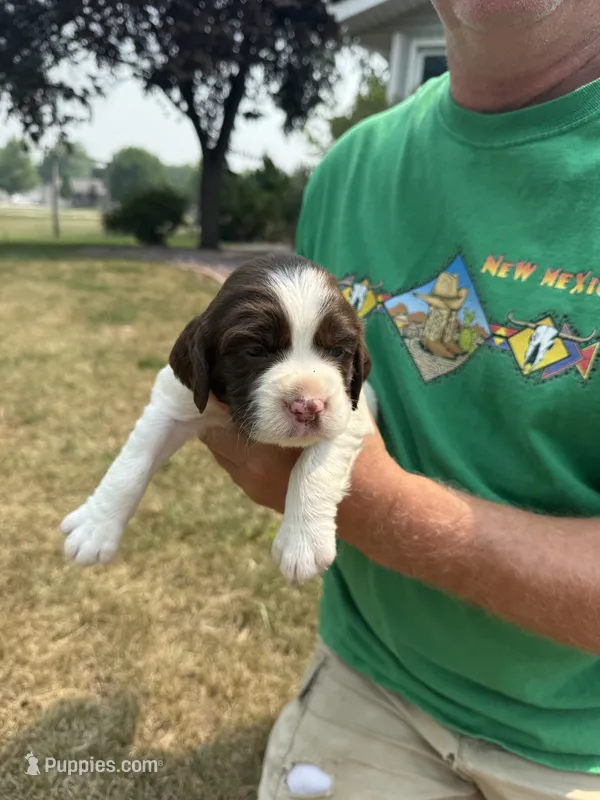 Wiggles – English Springer Spaniel puppy for sale in Chilton, WI