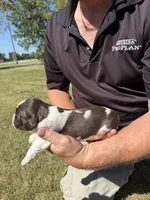 Puppy 2, a female English Springer Spaniel for sale in Chilton, WI – 2 of 3