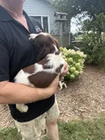 Aiden, a male English Springer Spaniel for sale in Chilton, WI – 2 of 2