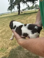 Gunner, a male English Springer Spaniel for sale in Chilton, WI – 2 of 3