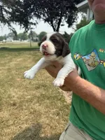 Wiggles, a male English Springer Spaniel for sale in Chilton, WI – 4 of 4