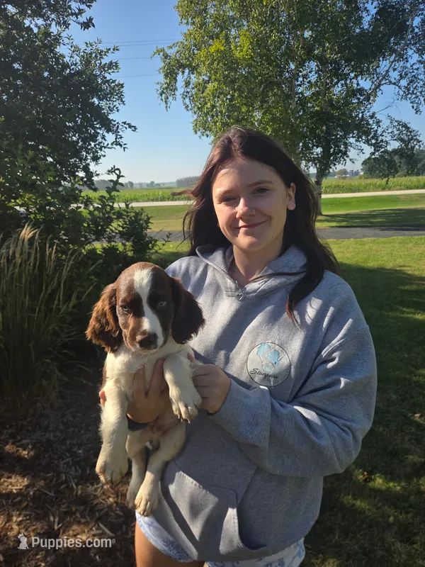 Alex – English Springer Spaniel puppy for sale in Chilton, WI