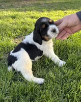 Snicker, a male English Springer Spaniel for sale in Chilton, WI – 2 of 2