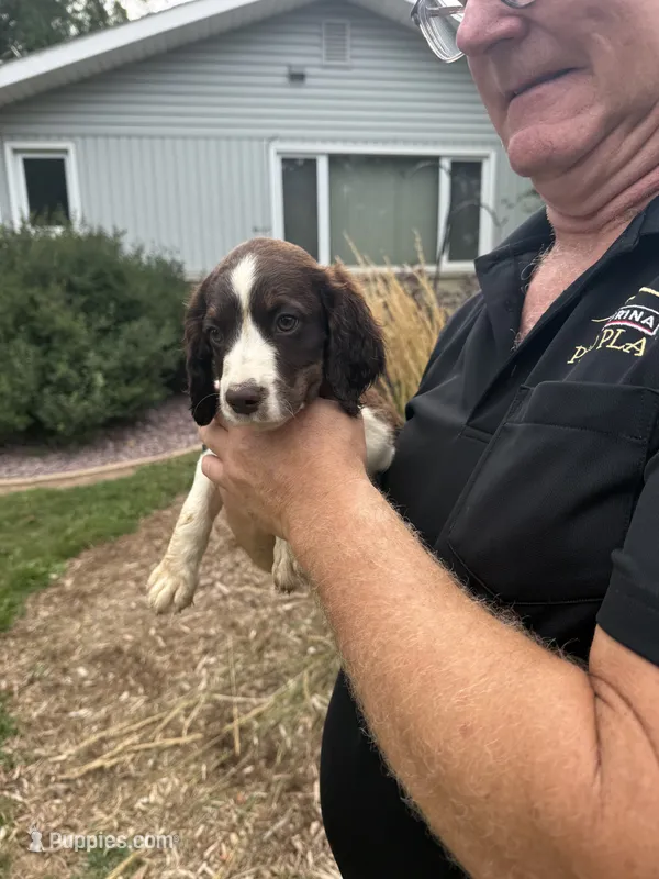 Austin – English Springer Spaniel puppy for sale in Chilton, WI