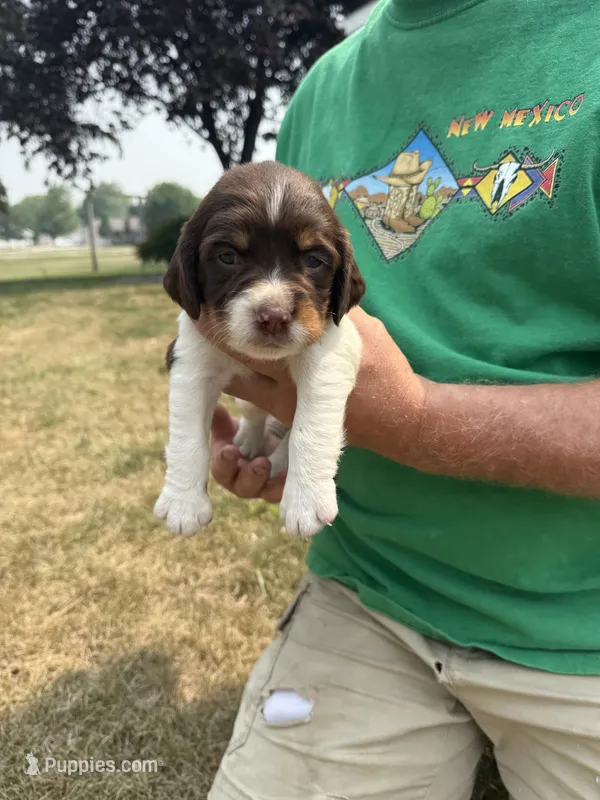 Lucky – English Springer Spaniel puppy for sale in Chilton, WI