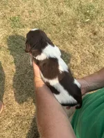 Wiggles, a male English Springer Spaniel for sale in Chilton, WI – 3 of 4